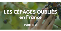 Les cépages oubliés en France - Partie 2 (Sud)