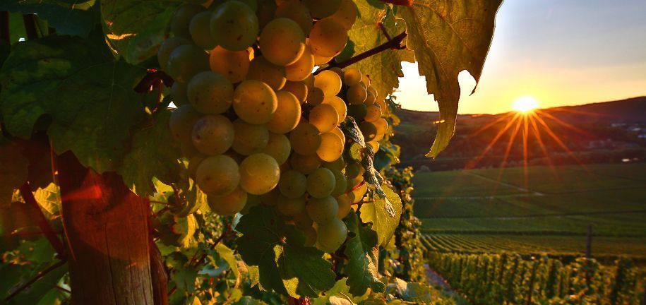 Todo lo que debes saber sobre la uva riesling