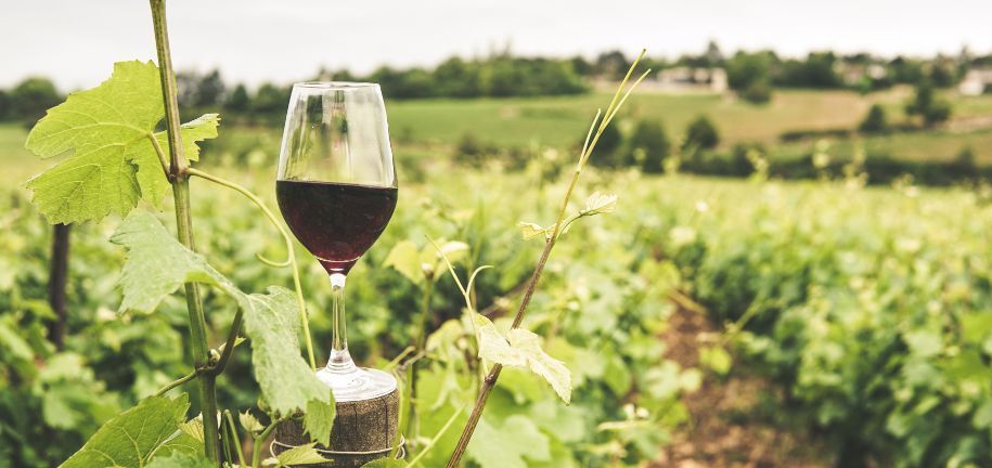 Vinos ecológicos de 10 a 50 euros que te sorprenderán