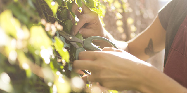 vinos ecologicos